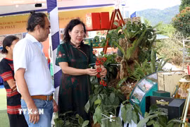 Du khách thích thú tham quan các gian hàng giới thiệu sâm Ngọc Linh tại lễ hội. (Ảnh: Cao Nguyên/TTXVN)