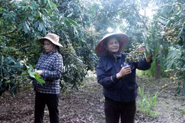 Người dân xã Tân Hưng (tỉnh Hưng Yên) cắt tỉa quả non cho vườn nhãn đặc sản ở thời điểm chuẩn bị vào nước 1, chuẩn bị các điều kiện tốt nhất cho vụ thu hoạch. (Ảnh: Đinh Văn Nhiều/TTXVN)
