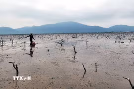 5ha rừng ngập mặn phường Hải Ninh (Hà Tĩnh) bị chết không thể tái sinh. (Ảnh: Công Tường/TTXVN)