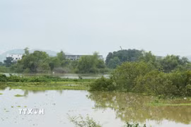 Mực nước sông dâng cao, gây ngập nhiều diện tích sản xuất nông nghiệp. (Ảnh: Đồng Thúy/TTXVN)