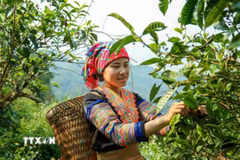 Đôi bàn tay thoăn thoắt lựa chọn những búp chè non ở Suối Giàng, Lào Cai. (Nguồn: TTXVN)