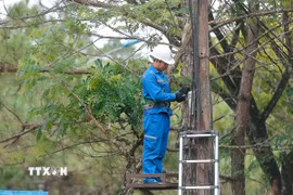 Ảnh minh họa. (Nguồn: TTXVN)