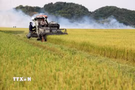 Thu hoạch lúa gạo. (Ảnh: Hồng Đạt/TTXVN)