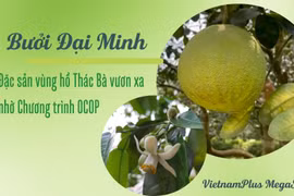 Bưởi Đại Minh - đặc sản vùng hồ Thác Bà vươn xa nhờ Chương trình OCOP