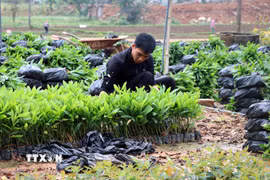 Người dân Tuyên Quang chuẩn bị cây giống cho vụ trồng rừng. (Nguồn: TTXVN)