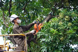 Công nhân thu dọn cành, hoa sữa sau khi cắt tỉa để đảm bảo vệ sinh môi trường. (Ảnh: Nguyễn Thắng/TTXVN)