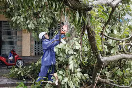 Cắt dọn cây bị đổ do bão số 1 ở Quảng Ninh. (Ảnh: TTXVN phát)