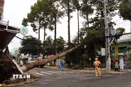 Cây xanh ngã đổ trên góc đường Lê Quý Đôn-Trương Định. (Ảnh: Hồng Thái/TTXVN)