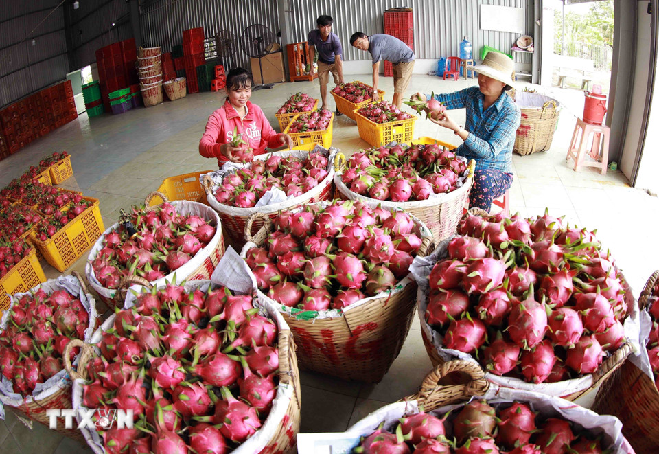 Hợp tác xã thanh long Long Hội ở xã An Lục Đông, huyện Châu Thành phục vụ thị trường trong nước và xuất khẩu sang Trung Quốc khoảng hơn 5.000 tấn quả, thu lãi khoảng 2 tỷ đồng. (Ảnh: Vũ Sinh/TTXVN)
