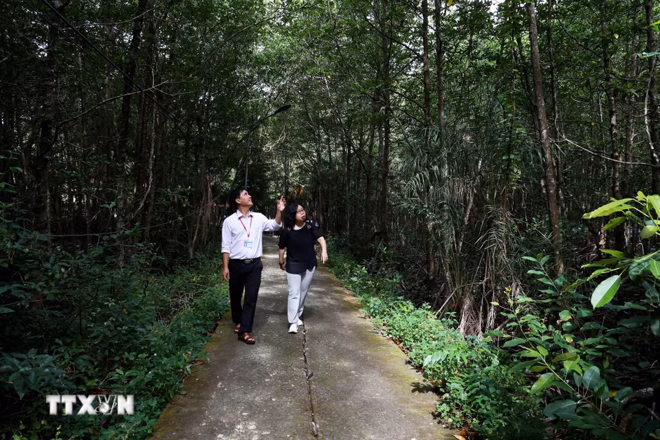 Cán bộ Ban quản lý rừng phòng hộ Cần Giờ giới thiệu hệ sinh thái rừng ngập mặn Cần Giờ. (Ảnh: Huyền Trinh/TTXVN)
