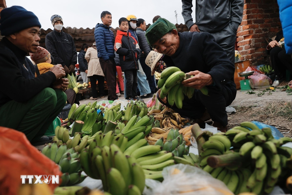 Năm nay, giá chuối xanh tăng cao, nải chuối đẹp có giá từ 350.000đ đến 500.000đ. (Ảnh: Minh Quyết/TTXVN)