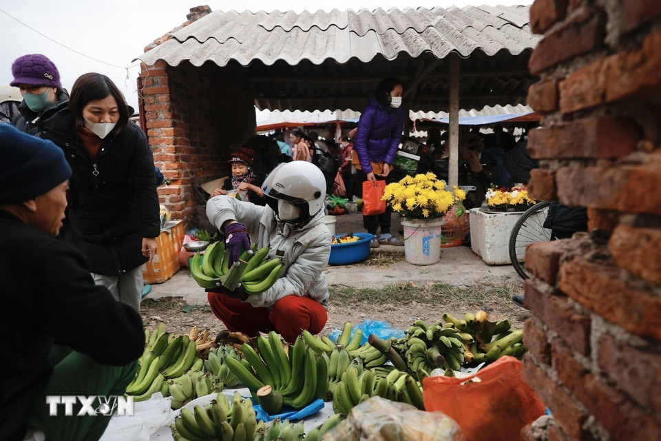 Năm nay, giá chuối xanh tăng cao, nải chuối đẹp có giá từ 350.000đ đến 500.000đ. (Ảnh: Minh Quyết/TTXVN)