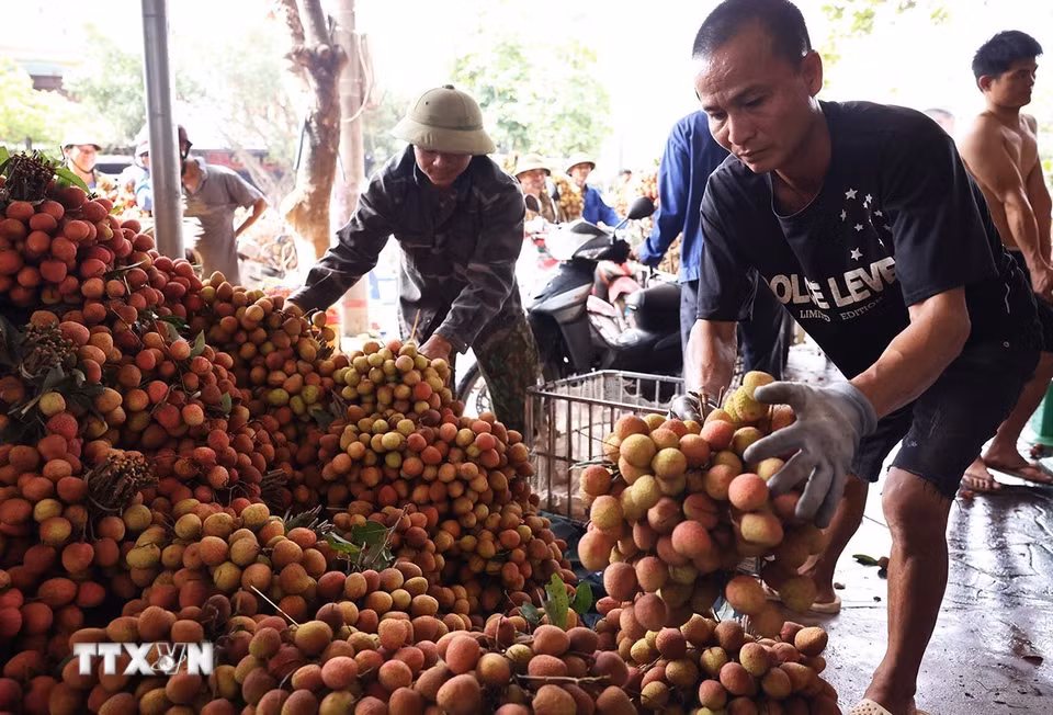 Phân loại, đóng gói vải chính vụ xuất khẩu ở hộ kinh doanh, phố Kim, huyện Lục Ngạn, tỉnh Bắc Giang. (Ảnh: Vũ Sinh/TTXVN)