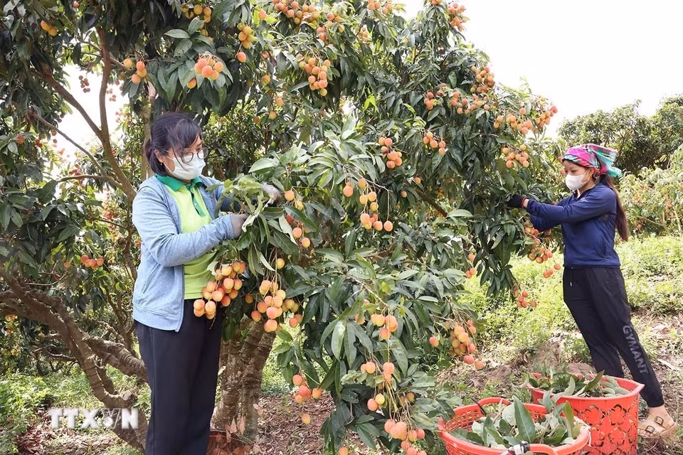 Thu hoạch vải chính vụ ở hộ dân trồng vải thiều theo tiêu chuẩn VietGAP, của Hợp tác xã Lục Ngạn xanh, huyện Lục Ngạn, tỉnh Bắc Giang. (Ảnh: Vũ Sinh/TTXVN)