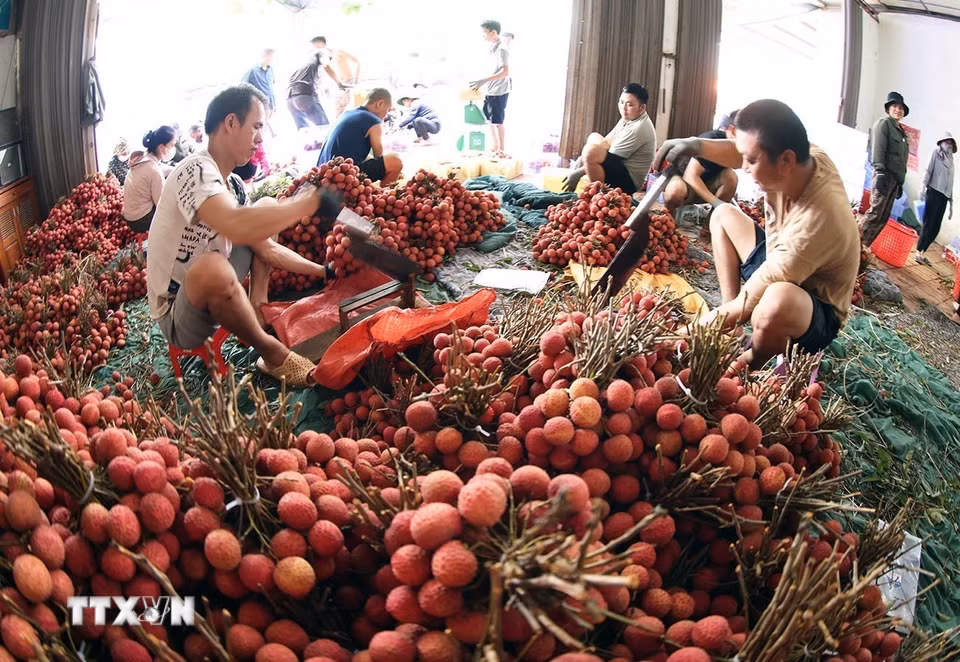 Phân loại, đóng gói vải chính vụ xuất khẩu ở hộ kinh doanh, phố Kim, huyện Lục Ngạn, tỉnh Bắc Giang.(Ảnh: Vũ Sinh/TTXVN)