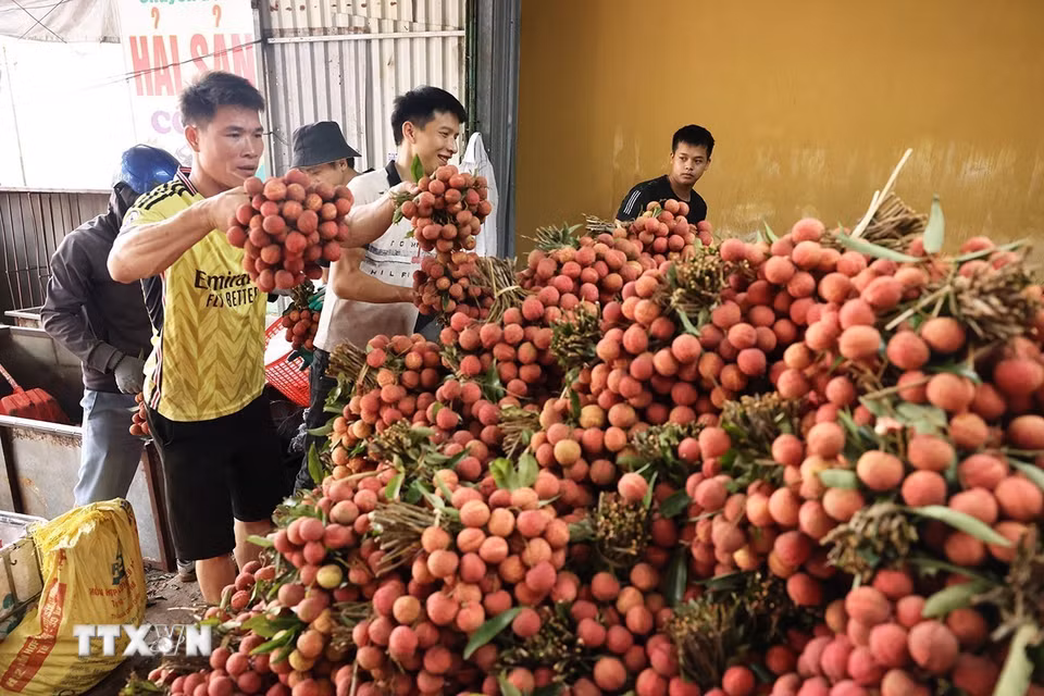 Phân loại, đóng gói vải chính vụ xuất khẩu ở hộ kinh doanh, phố Kim, huyện Lục Ngạn, tỉnh Bắc Giang. (Ảnh: Vũ Sinh/TTXVN)