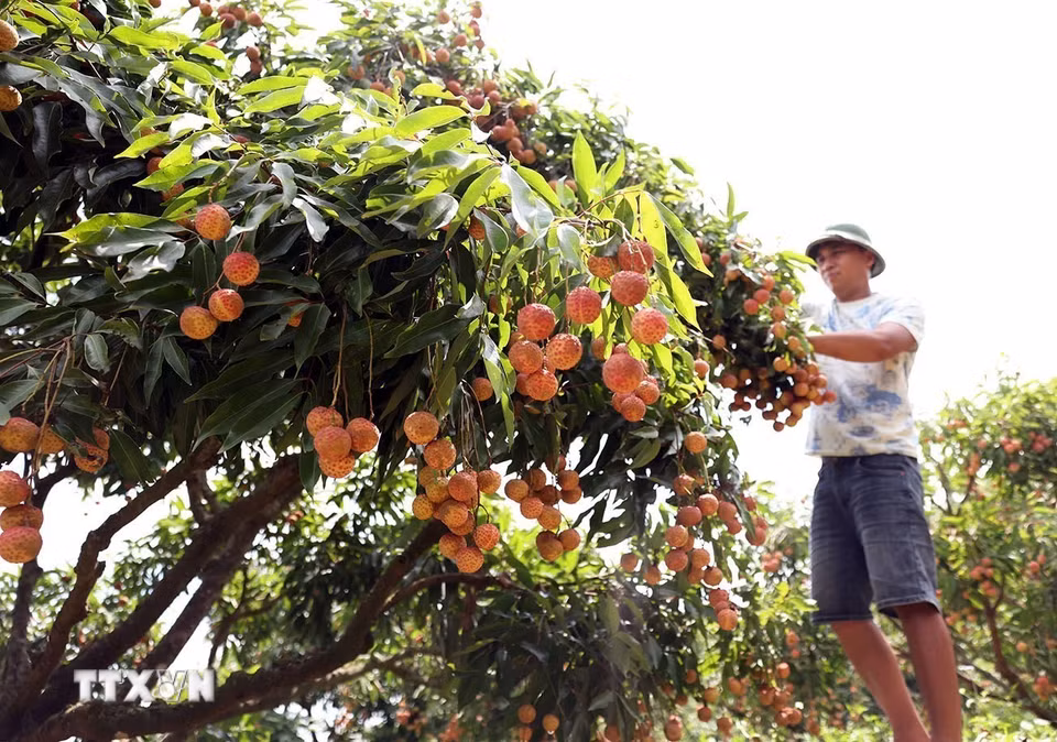 Thu hoạch vải chính vụ ở hộ dân trồng vải thiều theo tiêu chuẩn VietGAP, của Hợp tác xã Lục Ngạn xanh, huyện Lục Ngạn, tỉnh Bắc Giang. (Ảnh: Vũ Sinh/TTXVN)