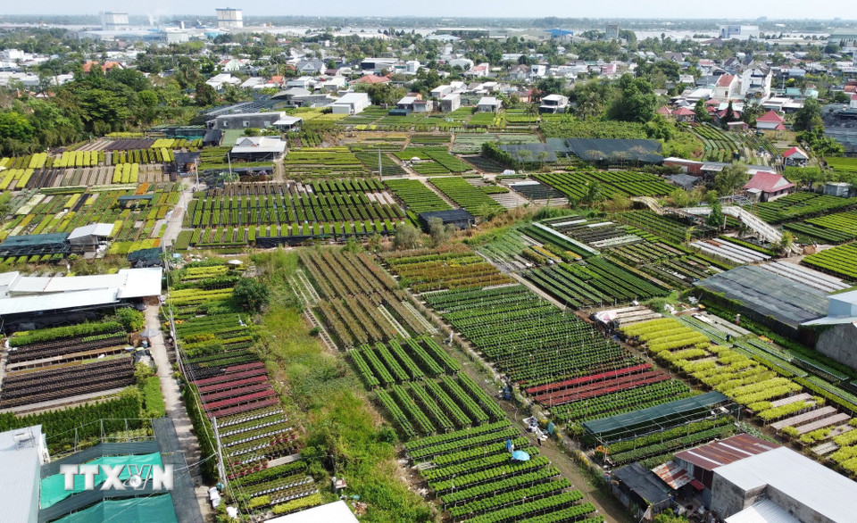 Việc trồng hoa trên giàn là kỹ thuật canh tác truyền thống của nông dân Làng hoa Sa Đéc. (Ảnh: Nhựt An/TTXVN)