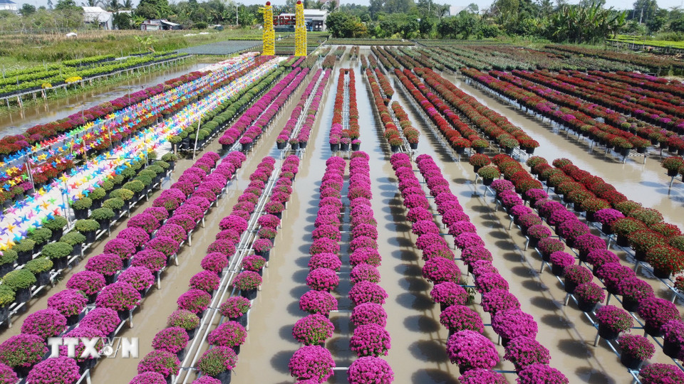 Cúc mâm xôi nhiều màu của Tổ hợp tác sản xuất và cung ứng hoa, kiểng Tân An (phường Sa Đéc) được trồng trên giàn.(Ảnh: Nhựt An/TTXVN)