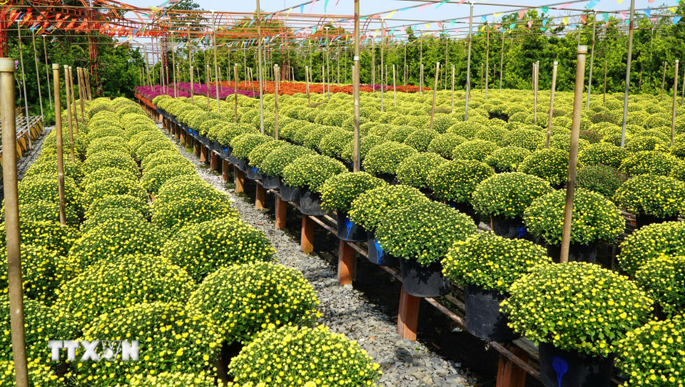 Nông dân Sa Đéc trồng các loại hoa cúc trên giàn và phát triển rất tốt. (Ảnh: Nhựt An/TTXVN)
