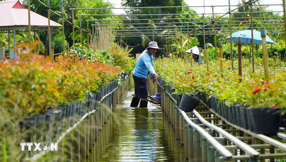 Trồng hoa, kiểng trên giàn là phương thức canh tác truyền thống của gia đình ông Nguyễn Văn Sang ở phường Sa Đéc. (Ảnh: Nhựt An/TTXVN)