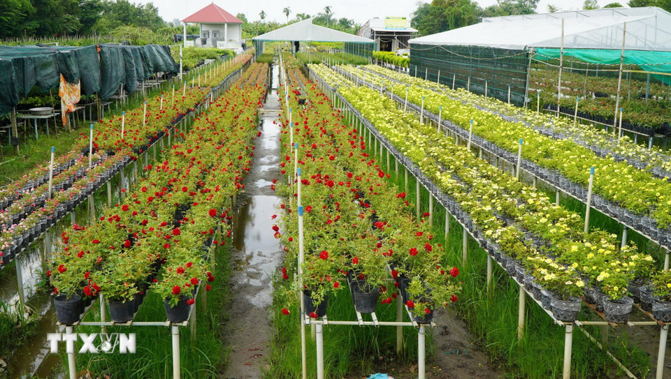 Hoa, kiểng trồng trên giàn không bị ngập nước và ảnh hưởng bởi cỏ dại. (Ảnh: Nhựt An/TTXVN)