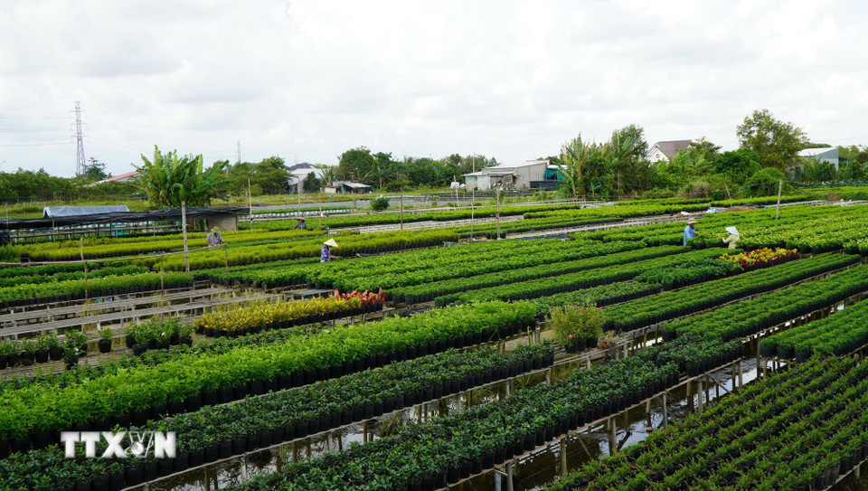 Hoa, kiểng trồng trên giàn không bị ngập nước và ảnh hưởng bởi cỏ dại. (Ảnh: Nhựt An/TTXVN)