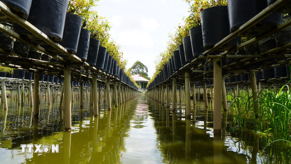 Trồng hoa trên giàn là kỹ thuật canh tác truyền thống của nông dân Làng hoa Sa Đéc. (Ảnh: Nhựt An/TTXVN)