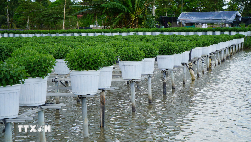 Trồng hoa trên giàn là kỹ thuật canh tác truyền thống của nông dân Làng hoa Sa Đéc. (Ảnh: Nhựt An/TTXVN)