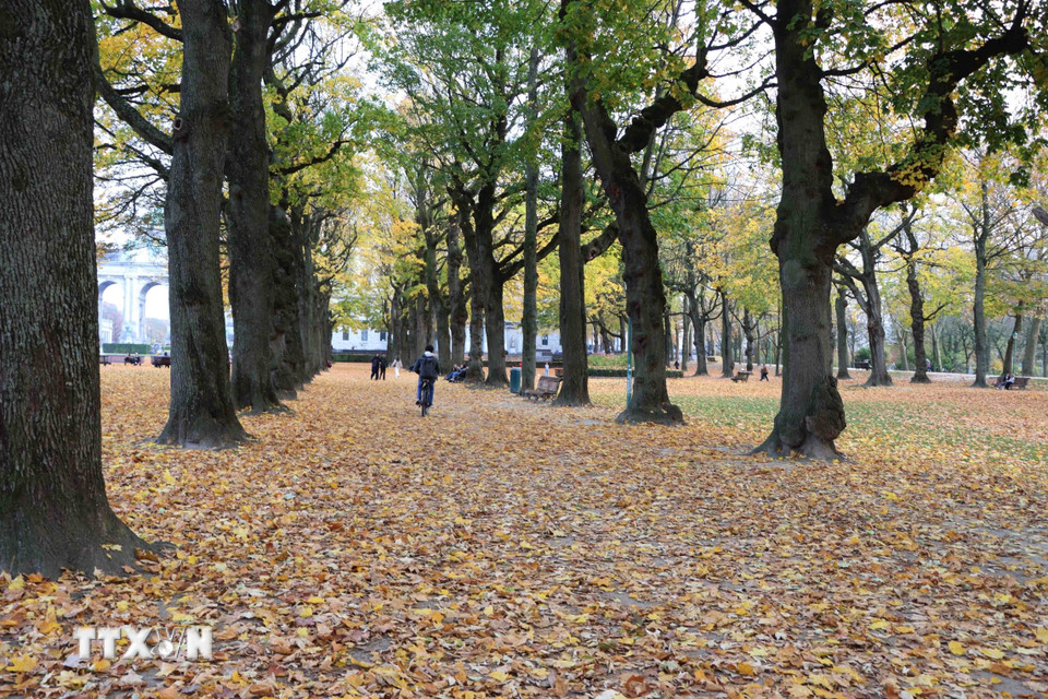 Những hàng cây thẳng tắp dọc lối chính giờ đã chuyển màu rực rỡ. (Ảnh : Hương Giang/TTXVN)