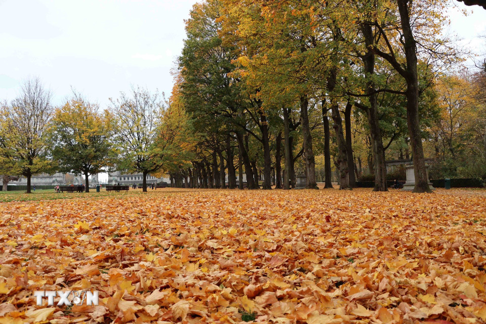 Lá vàng rơi dày, phủ kín mặt đất, mềm mại như tấm thảm nhung trải dài bất tận. (Ảnh : Hương Giang/TTXVN)