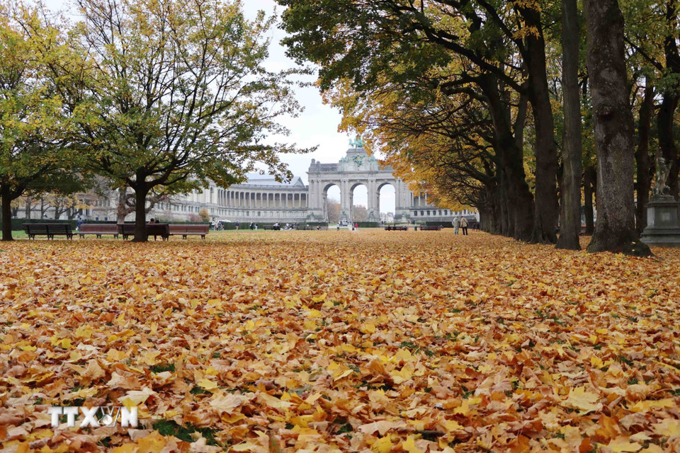 Khắp công viên ngập trong thảm lá phong. (Ảnh : Hương Giang/TTXVN)