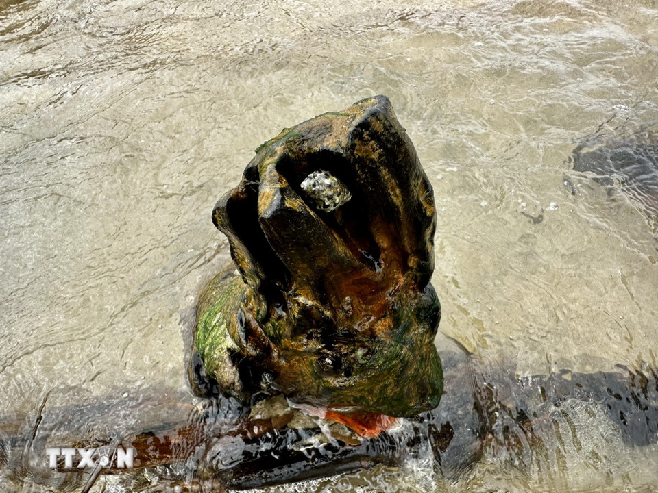 Loài ốc ký sinh trên thân gỗ của tàu. (Ảnh: Trần Lê Lâm/TTXVN)