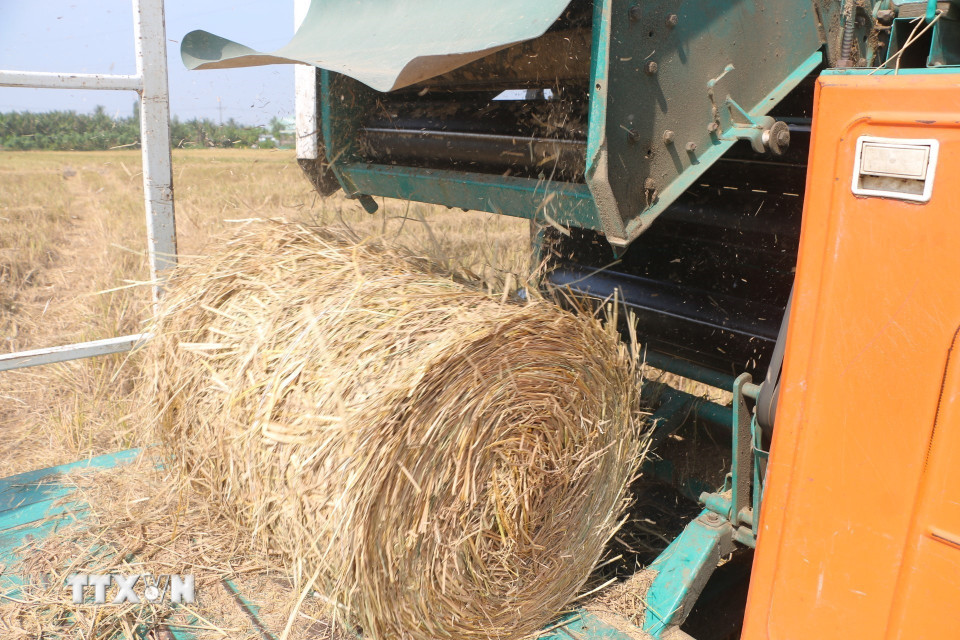 Trung bình một ha lúa sau khi thu hoạch sẽ cuốn được từ 100-120 cuộn rơm rạ. (Ảnh: Tuấn Phi/TTXVN)