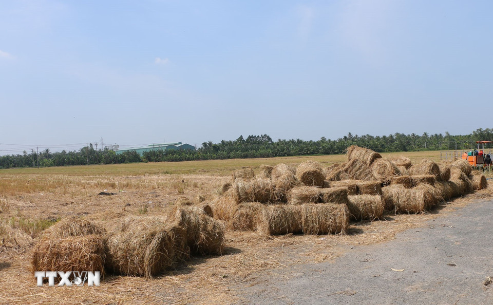 Những cuộn rơm đã cuốn thành cuộn trên cánh đồng huyện Long Phú, tỉnh Sóc Trăng, chờ thương lái đến thu mua. (Ảnh: Tuấn Phi/TTXVN)