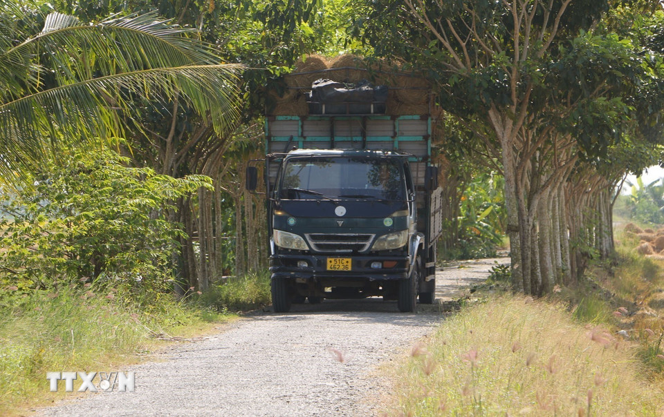 Xe tải của thương lái từ các tỉnh Trà Vinh, Bến Tre, Vĩnh Long,... vào tận ruộng ở Sóc Trăng thu mua rơm rạ. (Ảnh: Tuấn Phi/TTXVN)