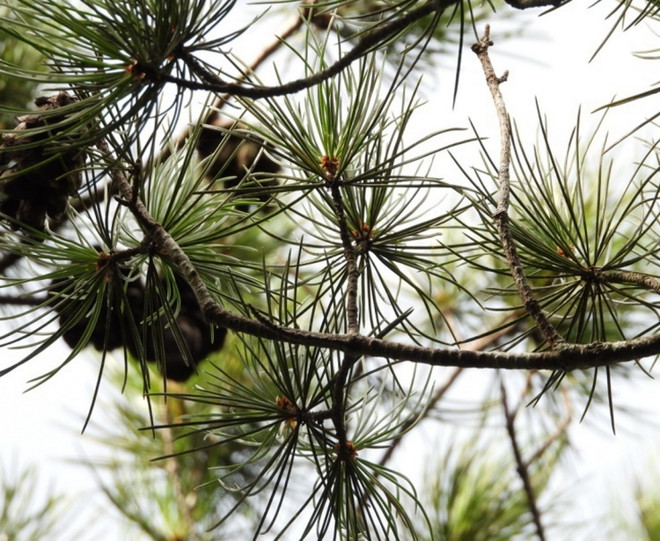 Bảo tồn thành công hai loài thông quý hiếm tại Khu bảo tồn Pù Luông ảnh 2