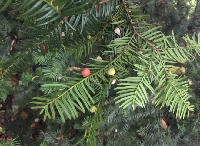 Bảo tồn thành công hai loài thông quý hiếm tại Khu bảo tồn Pù Luông ảnh 3