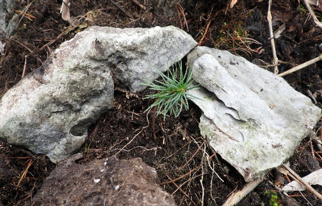 Bảo tồn thành công hai loài thông quý hiếm tại Khu bảo tồn Pù Luông ảnh 1