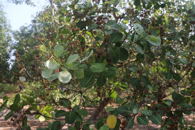 Bà Rịa-Vũng Tàu: Nông dân trồng điều thêm một mùa vụ thất thu ảnh 2