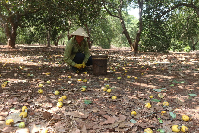 Bà Rịa-Vũng Tàu: Nông dân trồng điều thêm một mùa vụ thất thu ảnh 1