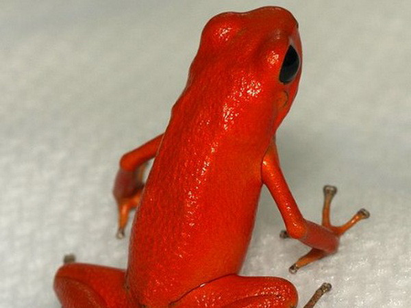 Bảy cách làm mẹ vô cùng kỳ quặc của động vật ảnh 6