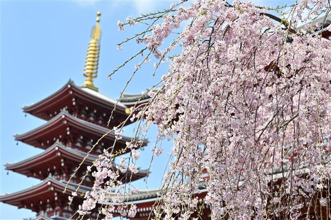 Thủ tướng Nhật Bản liệu có qua được bê bối ''hoa anh đào''? ảnh 1