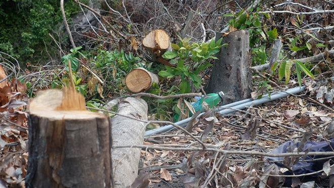 Khánh Hòa: Vụ rừng xã Suối Tân bị chặt phá có dấu hiệu tội hủy hoại ảnh 1