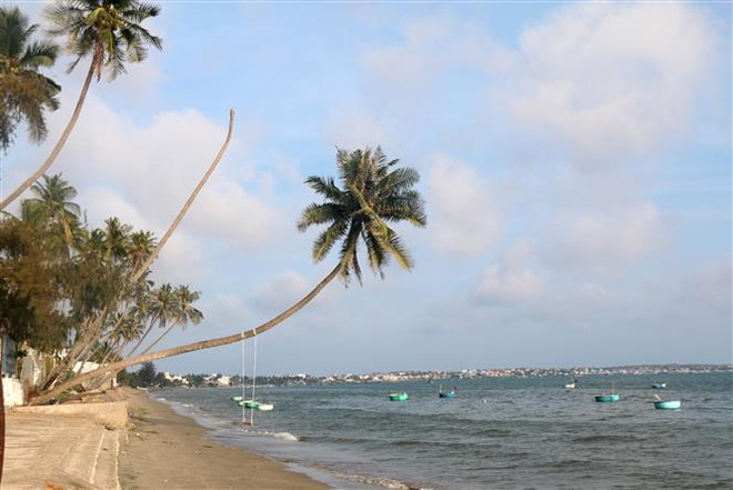Những hàng dừa vài chục năm tuổi luôn hướng ra biển, tạo nên nét đặc trưng riêng cho biển Mũi Né. (Ảnh: Nguyễn Thanh/TTXVN) Năm Du lịch quốc gia Bình Thuận: Quản trị điểm đến bền vững ảnh 1
