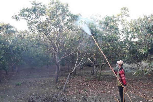 Người dân Bình Phước chủ động phun hóa chất bảo vệ cây điều. (Ảnh: K GỬIH/TTXVN) Điều liên tục mất mùa, nhà nông cần thêm các giải pháp cấp bách ảnh 1