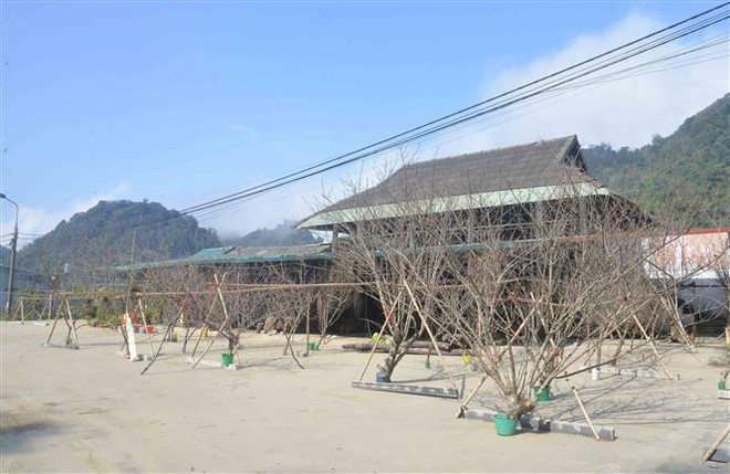 Cây đào mang lại thu nhập ổn định cho người dân vùng cao Sơn La ảnh 3