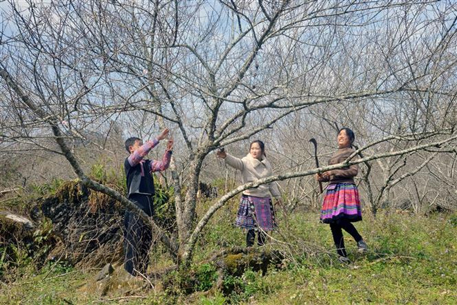 Cây đào mang lại thu nhập ổn định cho người dân vùng cao Sơn La ảnh 2