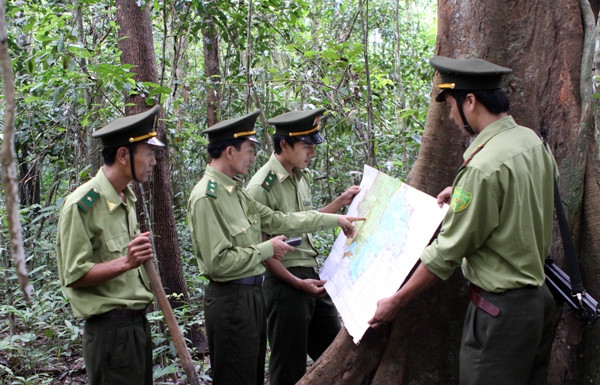 Lâm Đồng thu hồi 164 dự án thuê đất rừng với diện tích 25.332ha ảnh 1