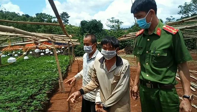 Công an Đắk Nông phát hiện vườn trồng cần sa hơn 2.600 cây ảnh 1